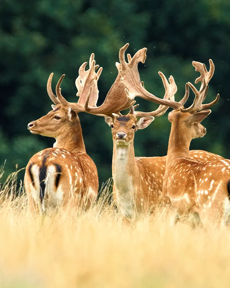 Dammhirsche im Wildpark Duttenstein