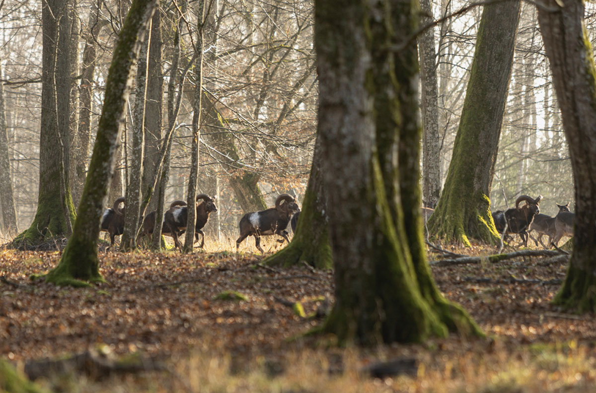 Muffelherde Wildpark Duttenstein