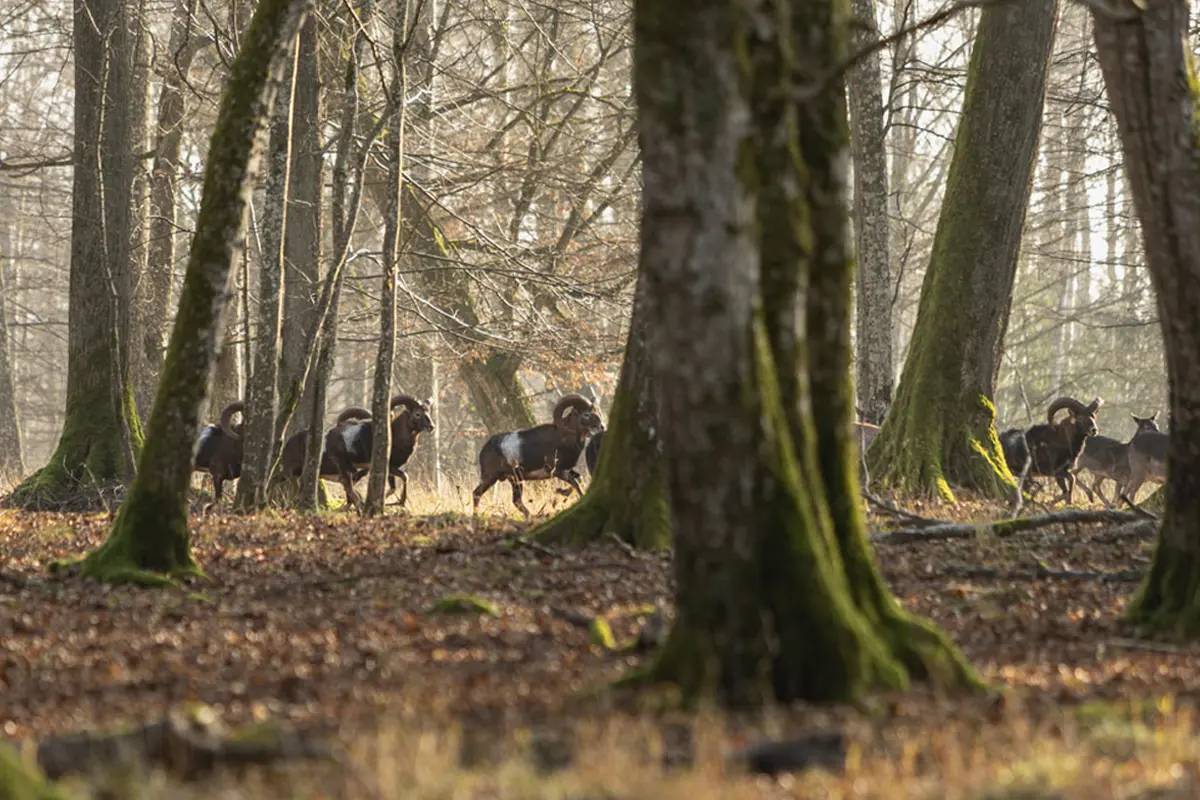 Muffelherde Wildpark Duttenstein