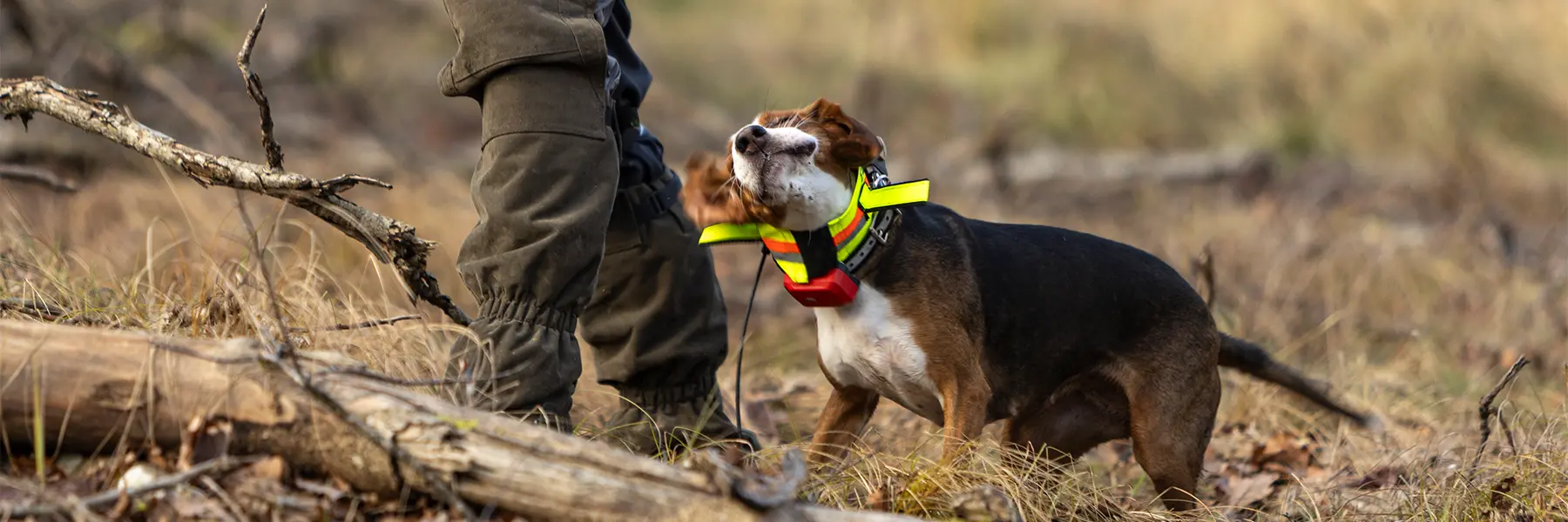 Drückjagd – Jagdhund