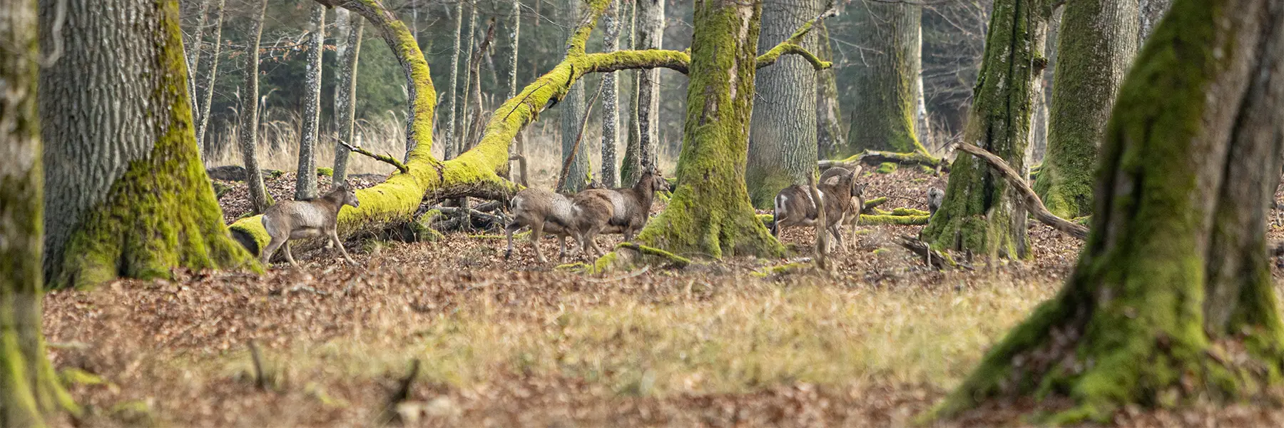 Pirsch und Ansitzjagd – Wild