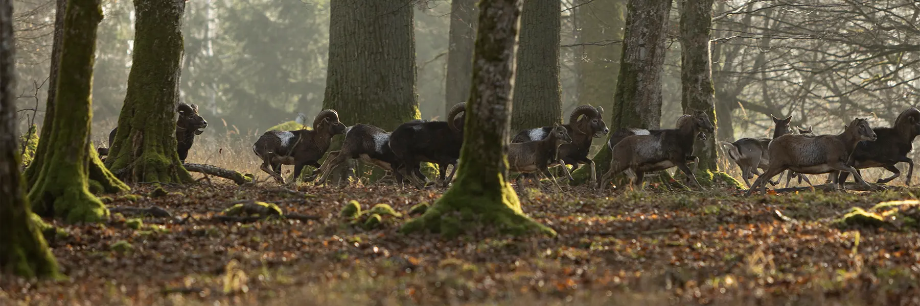 Pirsch und Ansitzjagd – Wild