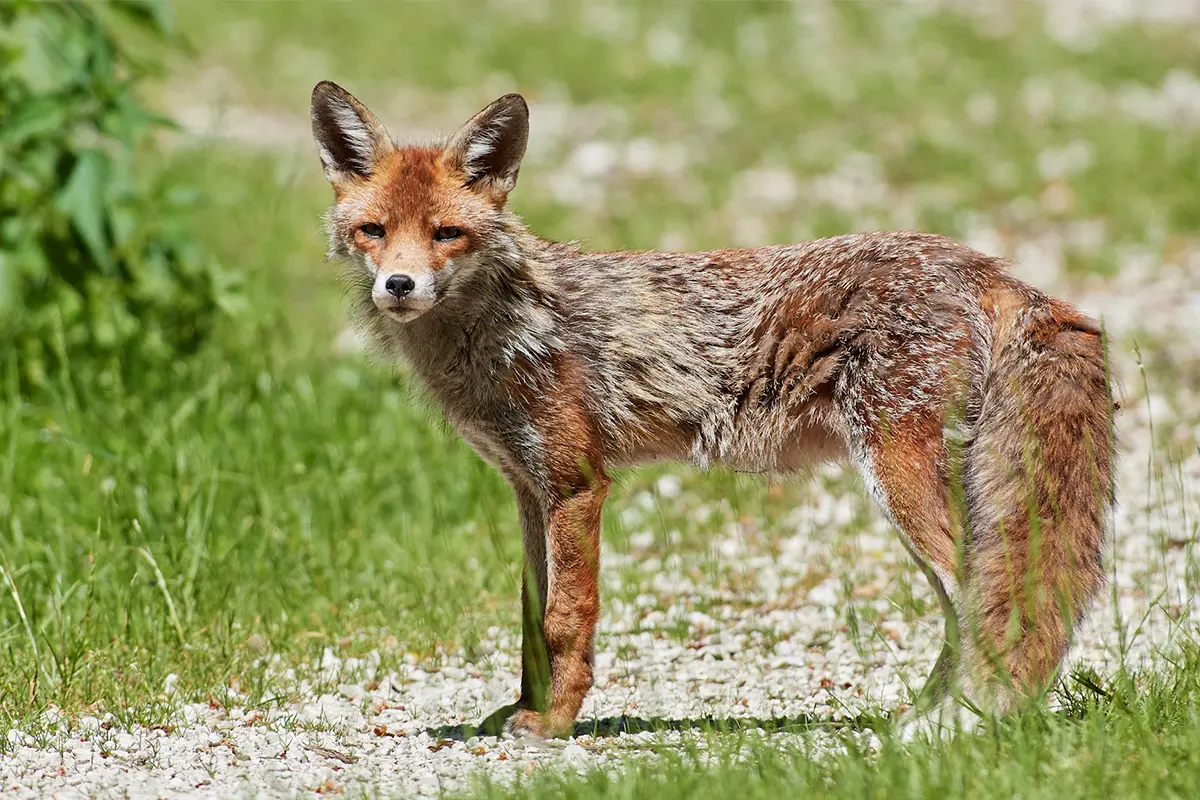 Ein Fuchs